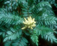 rhus copallina bloom.jpg